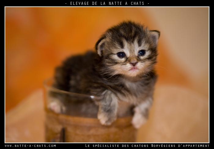 Chaton angora Norvégien gris bleuté - Elevagede la Natte à chats