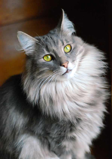 Chat norvégien : mâle bleu de 2 ans (Elevage de la Natte à Chats)