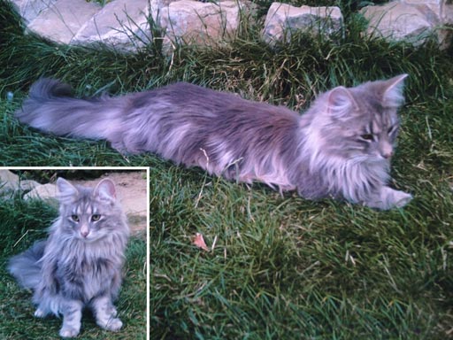 Chat norvégien : mâle bleu blotched tabby 1 an (Elevage de la Natte à Chats)