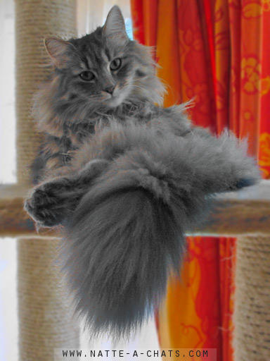 Chat norvégien : mâle bleu blotched tabby 6 mois (Elevage de la Natte à Chats)