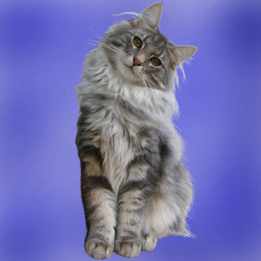 Chat norvégien : mâle bleu de 6 mois 1/2 (Elevage de la Natte à Chats)