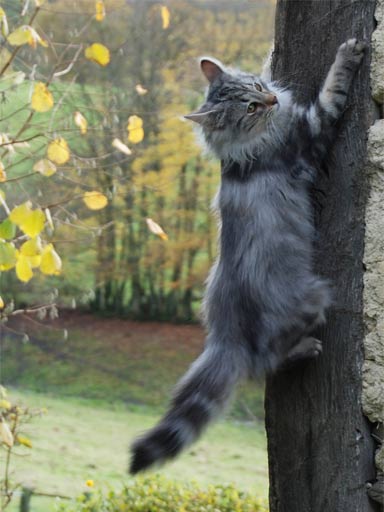 Chat norvégien : mâle bleu blotched tabby 6 mois (Elevage de la Natte à Chats)