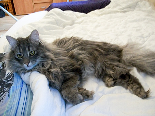 Chat norvégien : mâle bleu blotched tabby 6 mois (Elevage de la Natte à Chats)