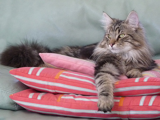 Chat norvégien : mâle bleu blotched tabby 6 mois (Elevage de la Natte à Chats)