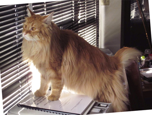 Chat norvégien : mâle bleu blotched tabby 6 mois (Elevage de la Natte à Chats)