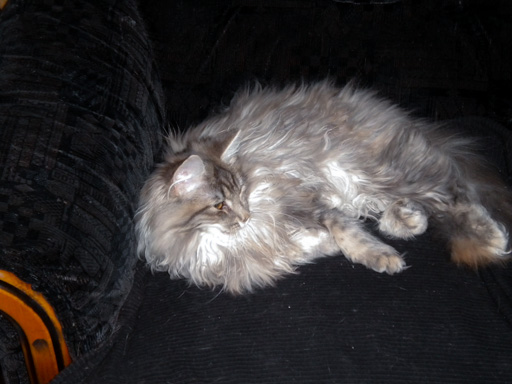 Chat norvégien : mâle bleu blotched tabby 6 mois (Elevage de la Natte à Chats)