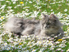 Femelle bleu blotched tabby, 4 ans